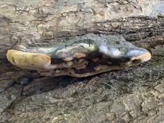 Phellinus igniarius