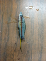 Xiphophorus hellerii