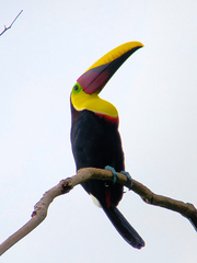 Ramphastos ambiguus