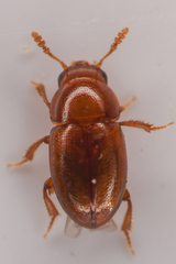 Leiodinae
