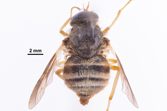 Goniops chrysocoma