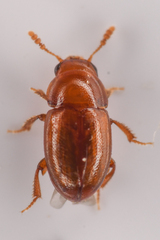 Leiodinae