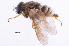 Goniops chrysocoma