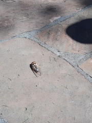 Megatibicen dealbatus