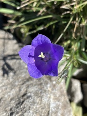 Campanula scheuchzeri