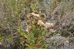 Pentanema germanicum