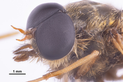 Goniops chrysocoma