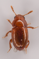 Leiodinae
