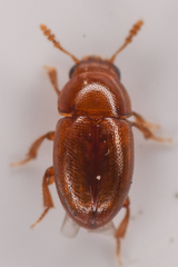 Leiodinae