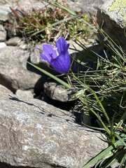 Campanula scheuchzeri