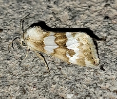 Schinia alencis