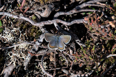 Plebejus