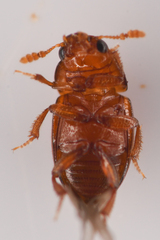 Leiodinae