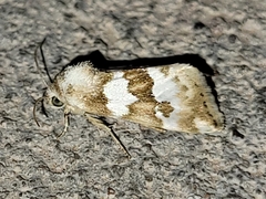 Schinia alencis
