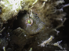 Parablennius incognitus