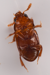 Leiodinae