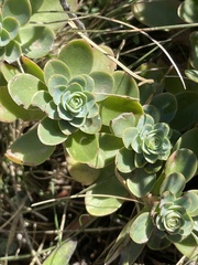 Hylotelephium anacampseros