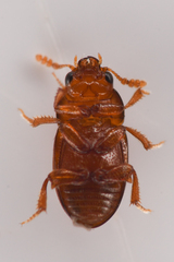 Leiodinae