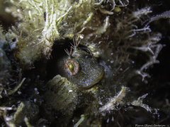 Parablennius incognitus