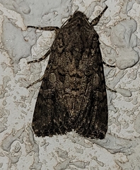 Anarta trifolii