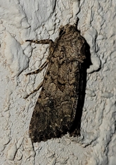 Anarta trifolii