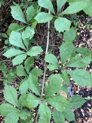 Eleutherococcus sieboldianus