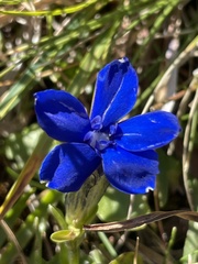 Gentiana bavarica bavarica