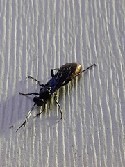 Protichneumon grandis