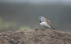 Thinocorus rumicivorus