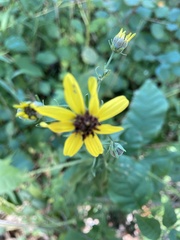 Coreopsis tripteris