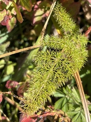 Meum athamanticum