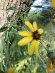 Coreopsis tripteris
