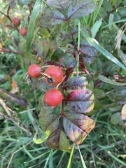 Rosa palustris