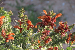 Salvia aurea