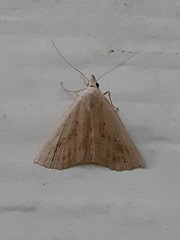 Macrochilo louisiana