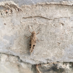 Trilophidia annulata