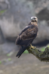 Geranoaetus melanoleucus
