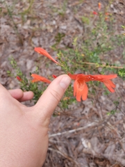Clinopodium coccineum