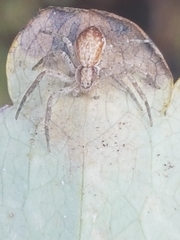 Philodromus