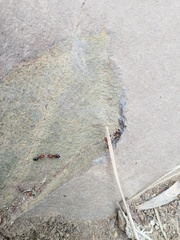 Crematogaster alluaudi