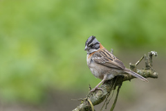 Zonotrichia capensis