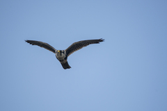 Falco femoralis