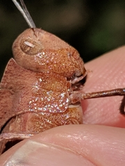 Tomonotus ferruginosus