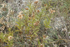 Pentanema germanicum