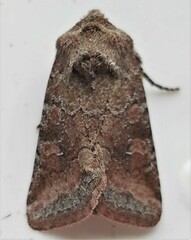 Lacinipolia meditata