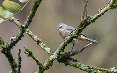 Conirostrum cinereum