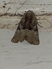 Meropleon diversicolor