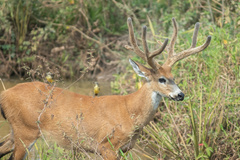 Blastocerus dichotomus
