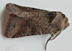 Lacinipolia meditata