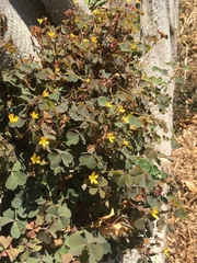 Oxalis corniculata